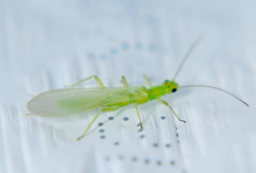 Alloperla severa (Sallfly) Stonefly Adult from the Touchet River in Washington