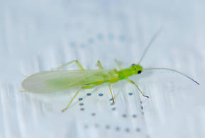 Alloperla severa (Sallfly) Stonefly Adult