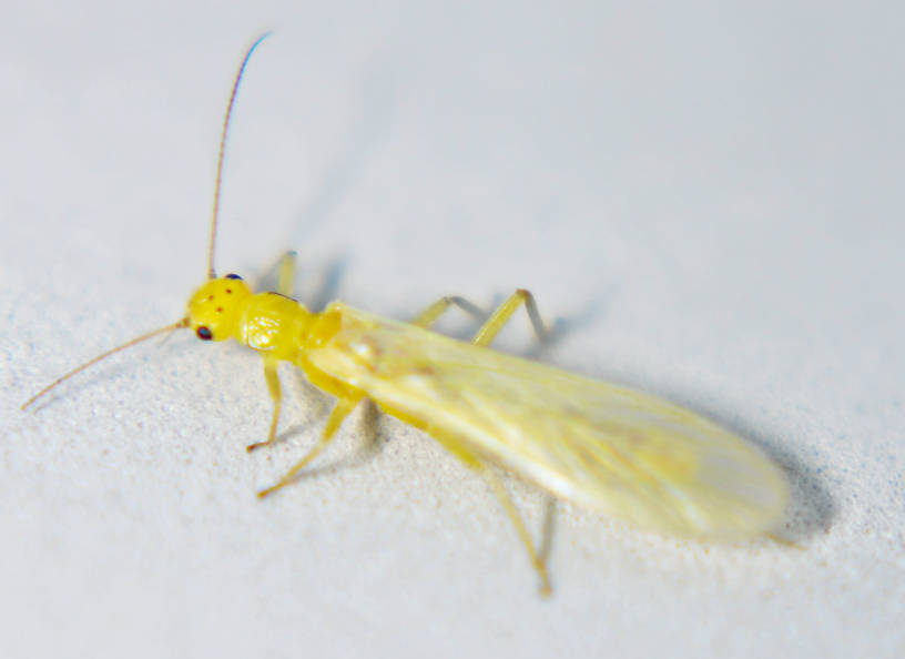 Sweltsa fidelis (Sallfly) Stonefly Adult from the Touchet River in Washington