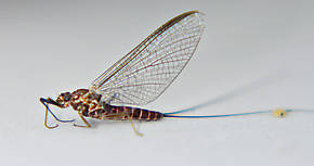 Female Rhithrogena  Mayfly Spinner