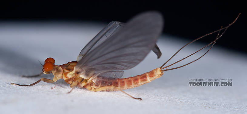 Male Ephemerella aurivillii Mayfly Dun from Nome Creek in Alaska