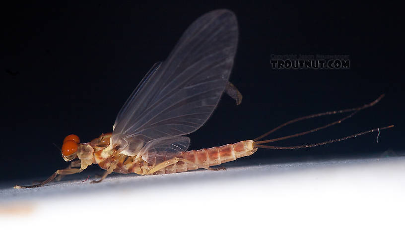 Male Ephemerella aurivillii Mayfly Dun from Nome Creek in Alaska