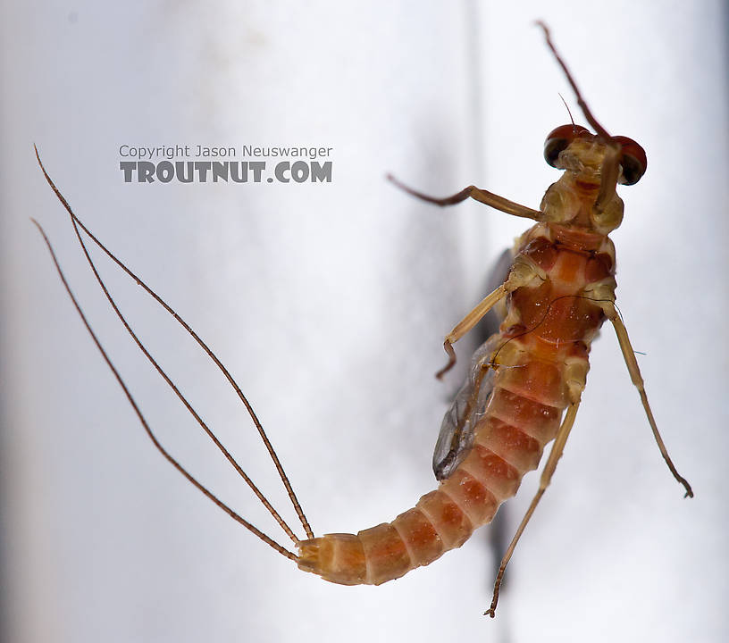 Male Ephemerella aurivillii Mayfly Dun from Nome Creek in Alaska