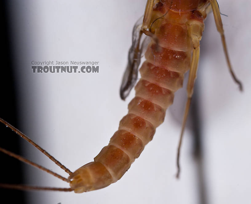 Male Ephemerella aurivillii Mayfly Dun from Nome Creek in Alaska