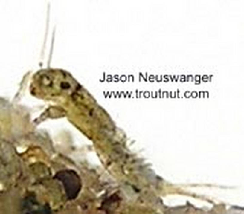 Ephemerella invaria (Sulphur Dun) Mayfly Nymph from unknown in Wisconsin