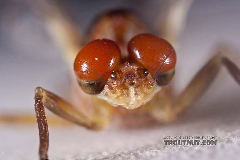 Male Ephemerella aurivillii Mayfly Dun from Nome Creek in Alaska