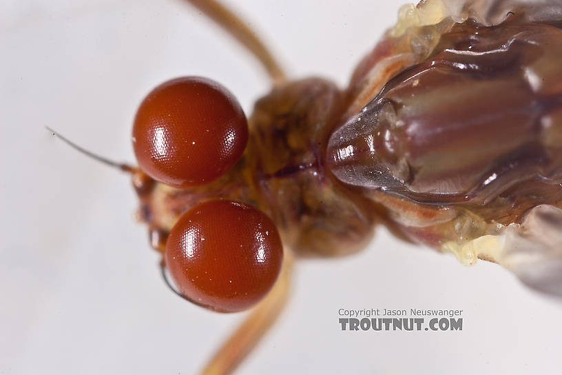 Male Ephemerella aurivillii Mayfly Dun from Nome Creek in Alaska