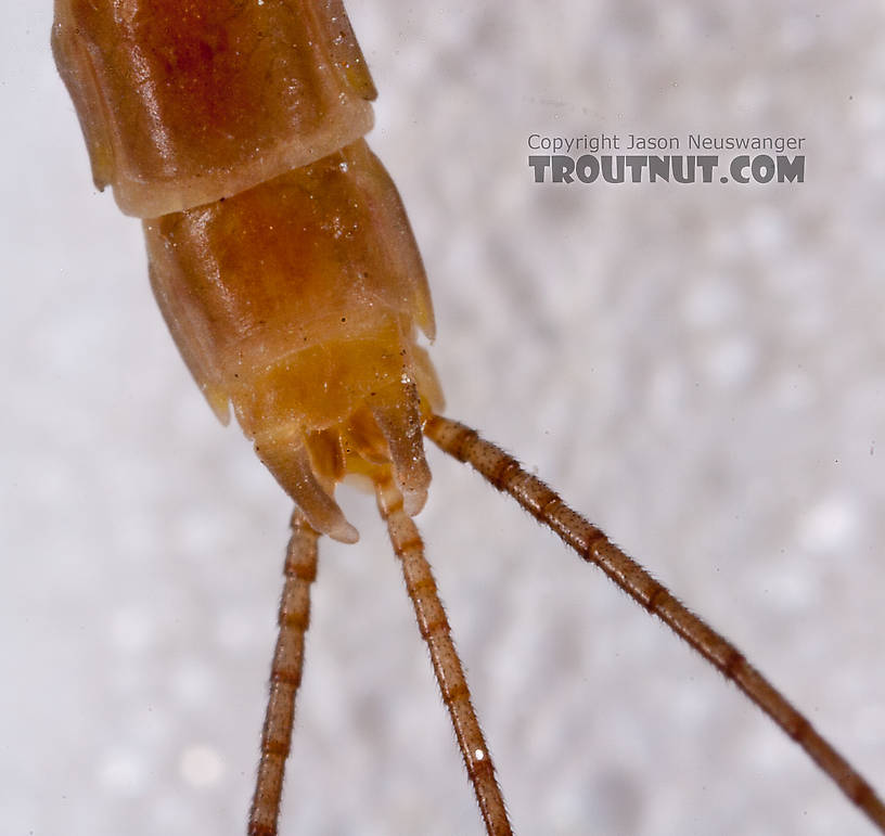 Male Ephemerella aurivillii Mayfly Dun from Nome Creek in Alaska