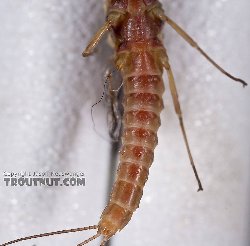 Male Ephemerella aurivillii Mayfly Dun from Nome Creek in Alaska