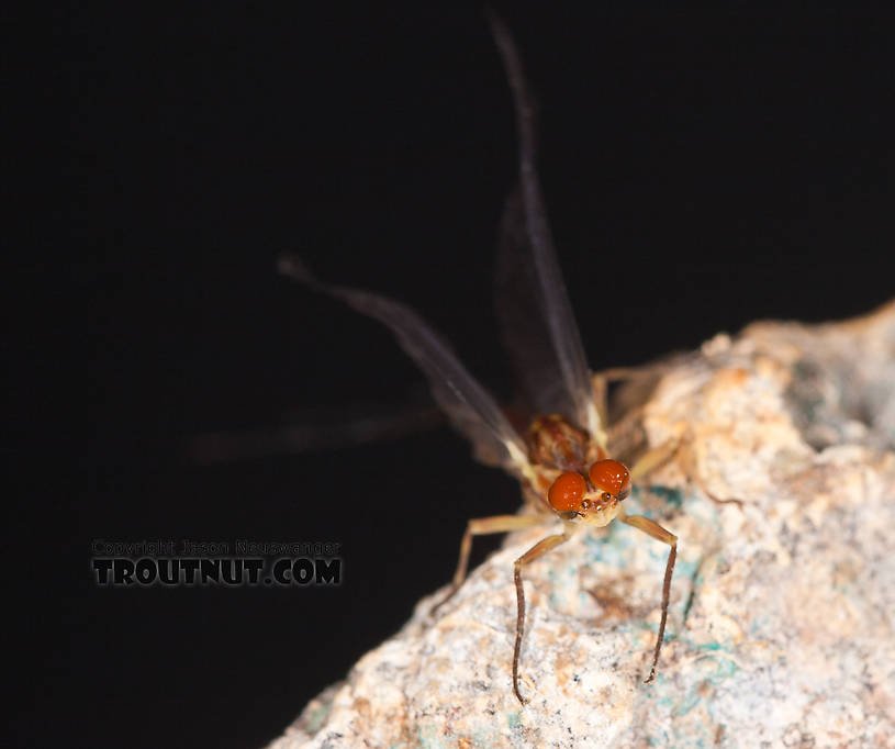 Male Ephemerella aurivillii Mayfly Dun from Nome Creek in Alaska