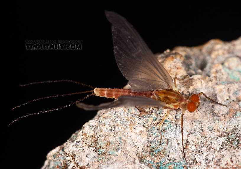 Male Ephemerella aurivillii Mayfly Dun from Nome Creek in Alaska