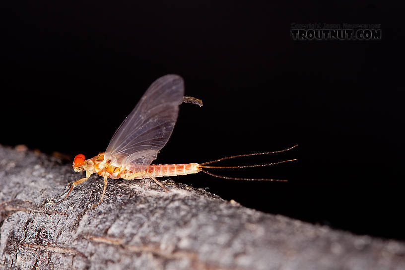 Male Ephemerella aurivillii Mayfly Dun from Nome Creek in Alaska