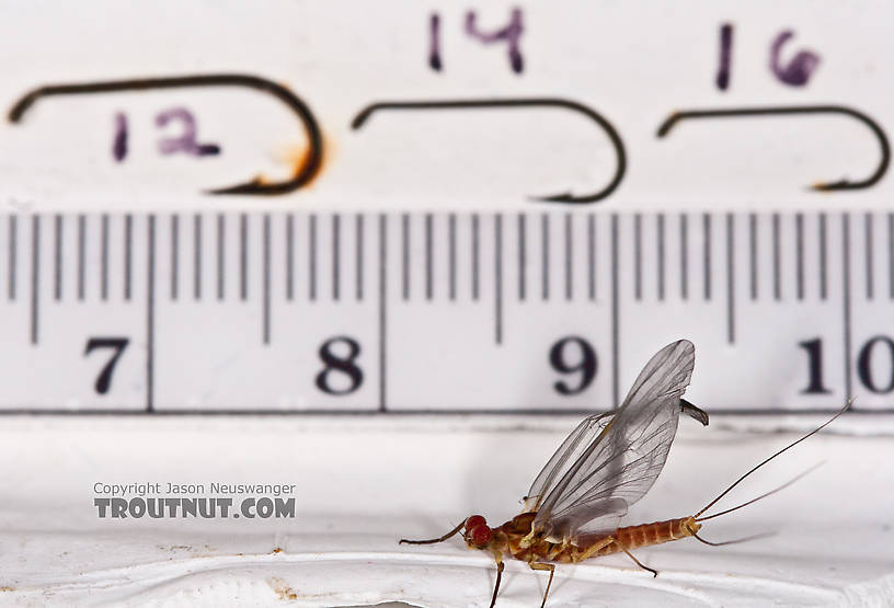 Male Ephemerella aurivillii Mayfly Dun from Nome Creek in Alaska