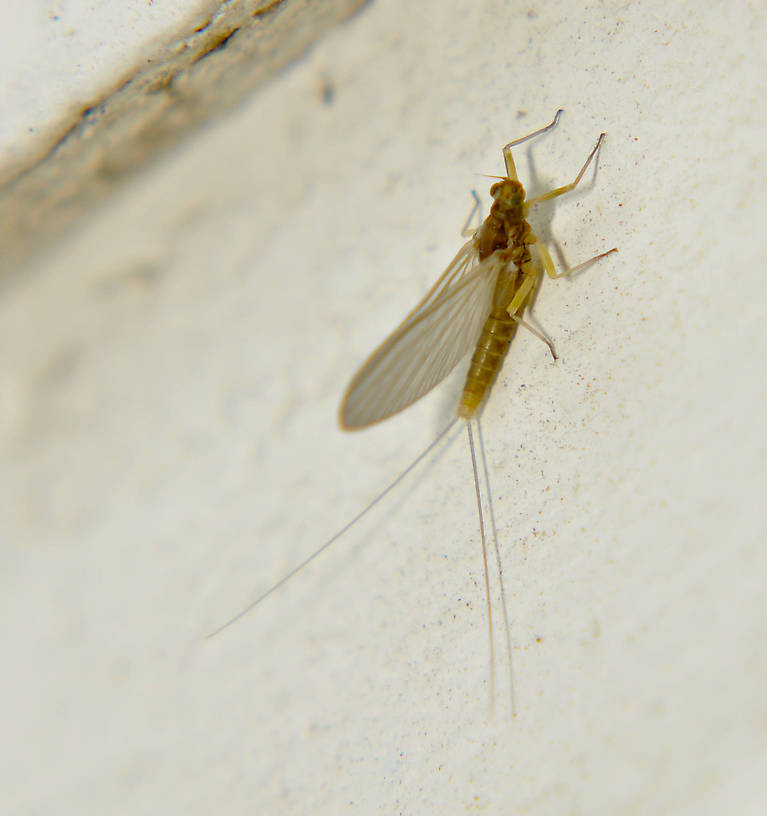 Female Baetis (Blue-Winged Olives) Mayfly Dun from the Touchet River in Washington