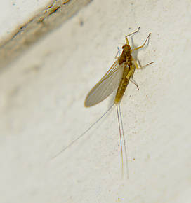 Female Baetis (Blue-Winged Olives) Mayfly Dun