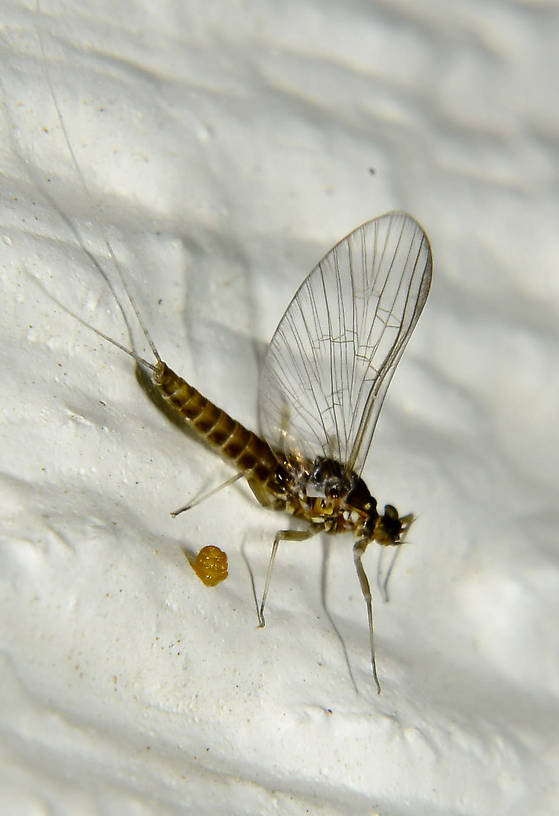 Female Baetis (Blue-Winged Olives) Mayfly Spinner from the Touchet River in Washington