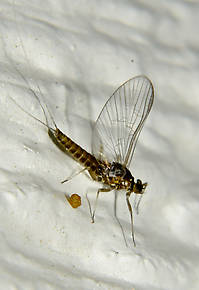 Female Baetis (Blue-Winged Olives) Mayfly Spinner