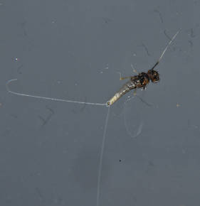 Male Baetis (Blue-Winged Olives) Mayfly Spinner