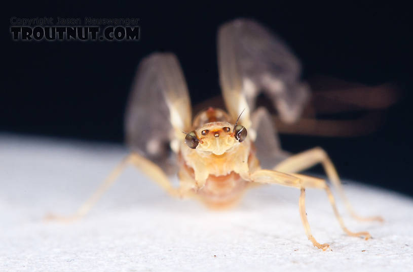 Female Ephemerella aurivillii Mayfly Dun from Nome Creek in Alaska