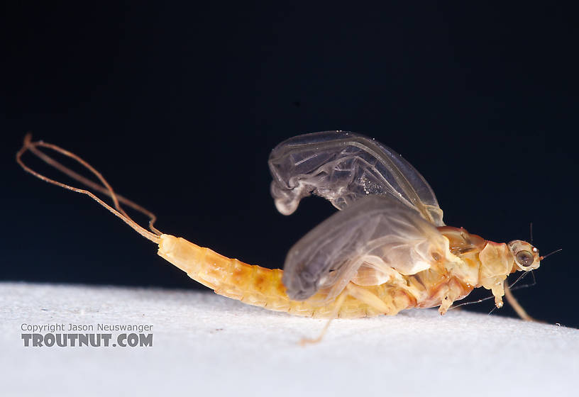 Female Ephemerella aurivillii Mayfly Dun from Nome Creek in Alaska