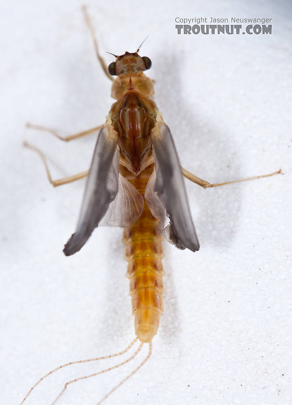 Female Ephemerella aurivillii Mayfly Dun from Nome Creek in Alaska