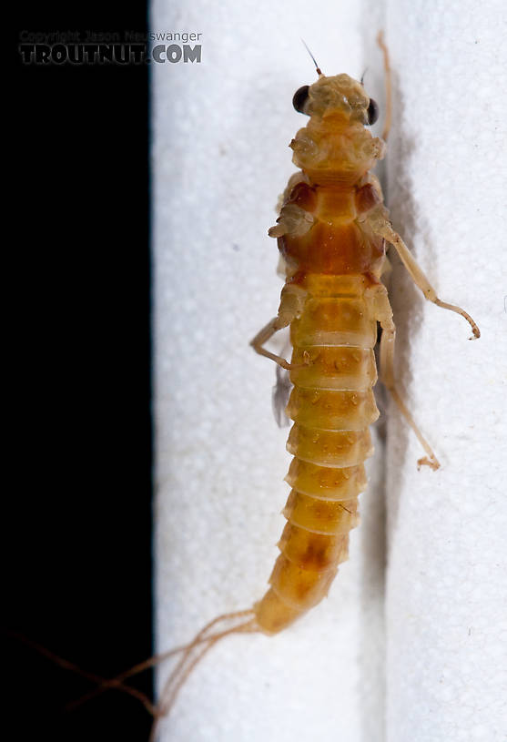 Female Ephemerella aurivillii Mayfly Dun from Nome Creek in Alaska