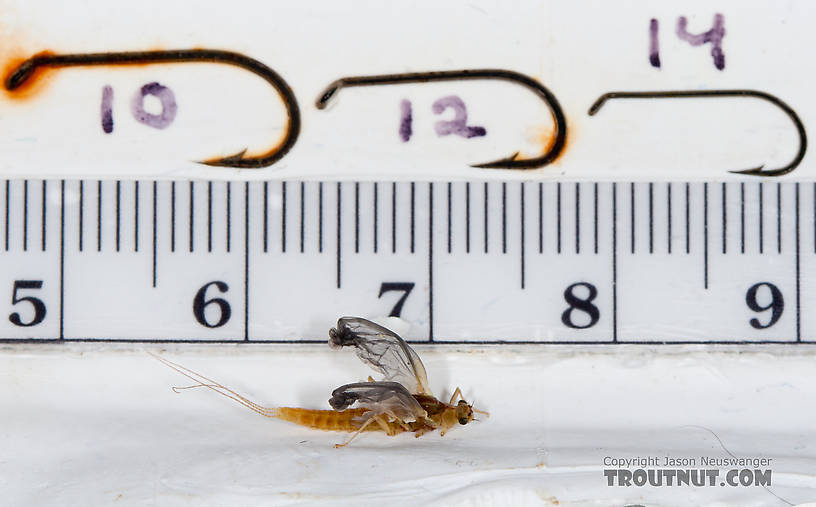 Female Ephemerella aurivillii Mayfly Dun from Nome Creek in Alaska