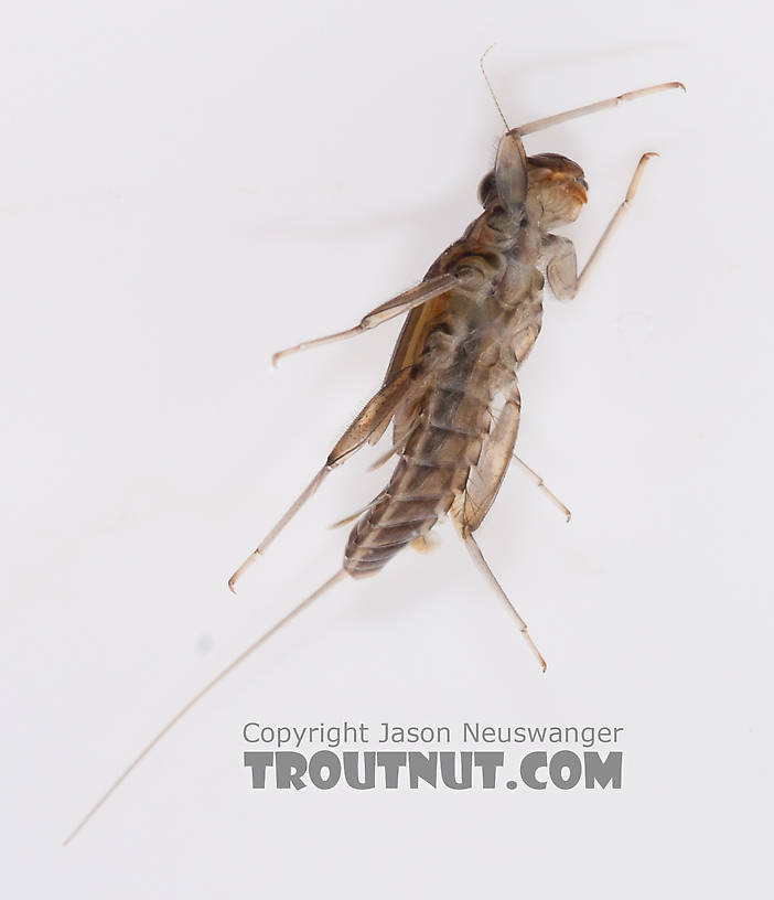 Cinygmula ramaleyi (Small Western Gordon Quill) Mayfly Nymph from Nome Creek in Alaska