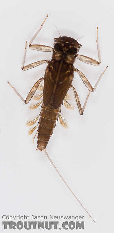 Cinygmula ramaleyi (Small Western Gordon Quill) Mayfly Nymph from Nome Creek in Alaska