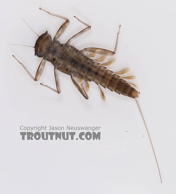 Cinygmula ramaleyi (Small Western Gordon Quill) Mayfly Nymph from Nome Creek in Alaska