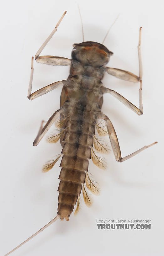 Cinygmula ramaleyi (Small Western Gordon Quill) Mayfly Nymph from Nome Creek in Alaska