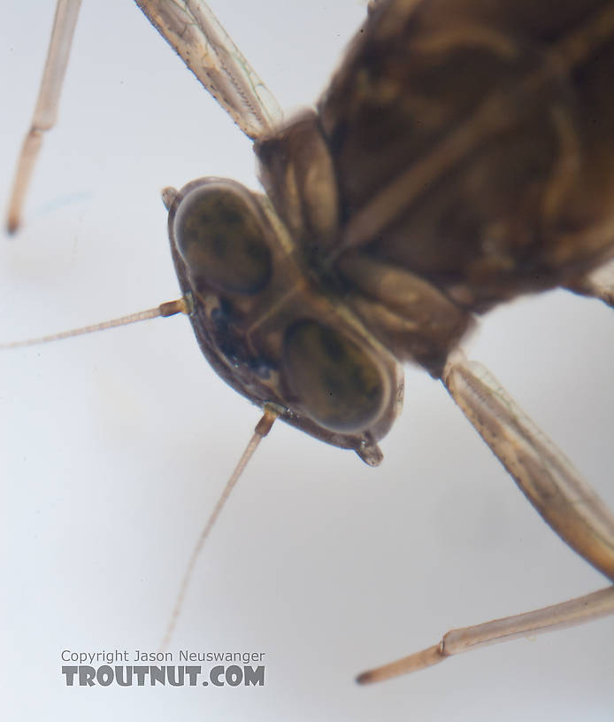 Cinygmula ramaleyi (Small Western Gordon Quill) Mayfly Nymph from Nome Creek in Alaska