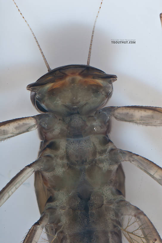 Cinygmula ramaleyi (Small Western Gordon Quill) Mayfly Nymph from Nome Creek in Alaska