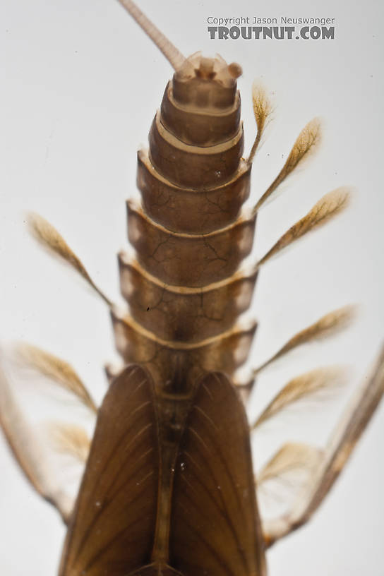 Cinygmula ramaleyi (Small Western Gordon Quill) Mayfly Nymph from Nome Creek in Alaska