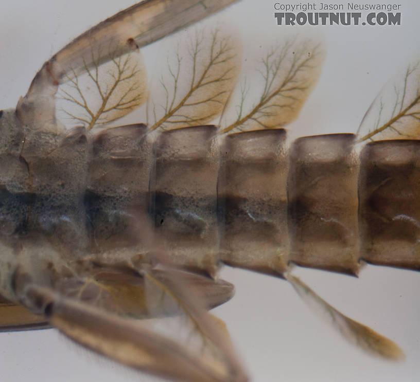 Cinygmula ramaleyi (Small Western Gordon Quill) Mayfly Nymph from Nome Creek in Alaska