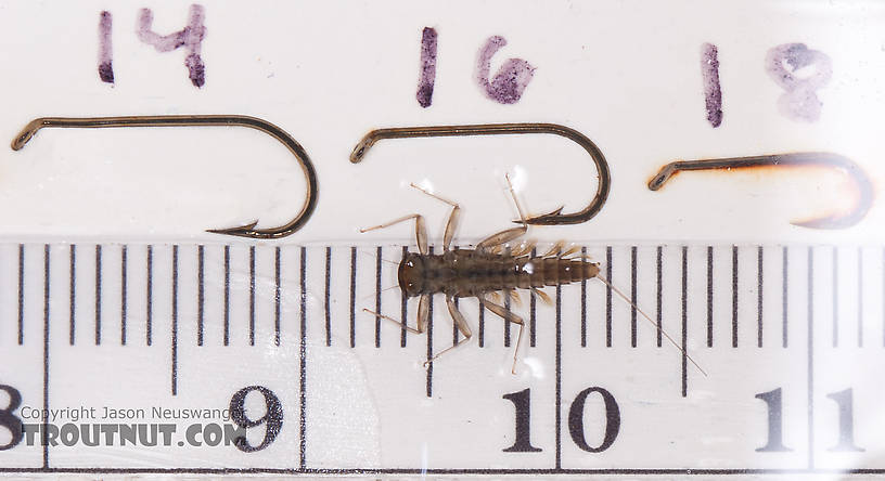 Cinygmula ramaleyi (Small Western Gordon Quill) Mayfly Nymph from Nome Creek in Alaska