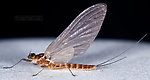 Female Cinygmula ramaleyi (Small Western Gordon Quill) Mayfly Dun