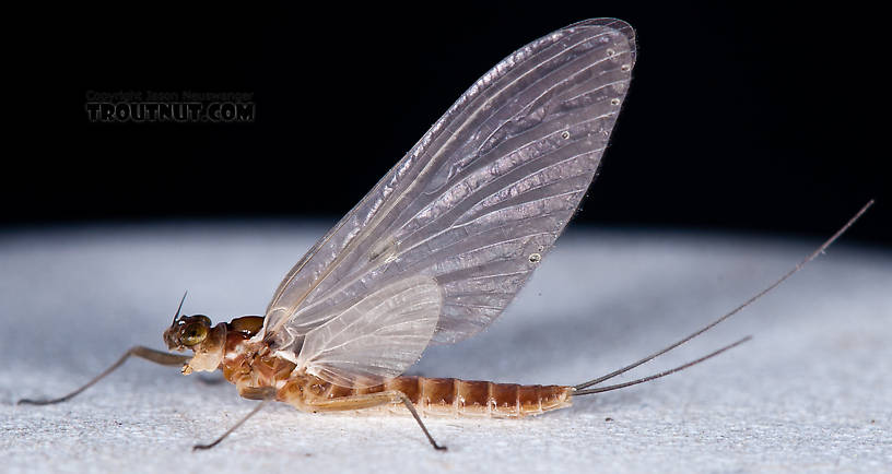 Female Cinygmula ramaleyi (Small Western Gordon Quill) Mayfly Dun from Nome Creek in Alaska