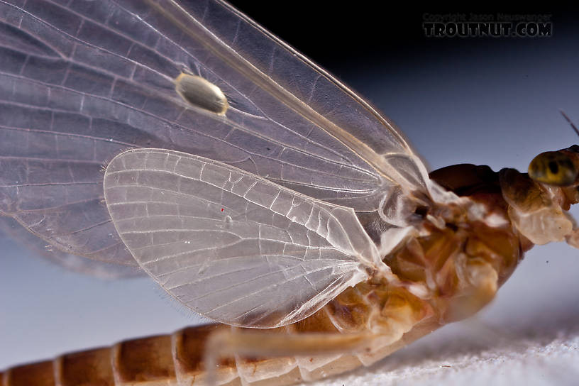 Female Cinygmula ramaleyi (Small Western Gordon Quill) Mayfly Dun from Nome Creek in Alaska