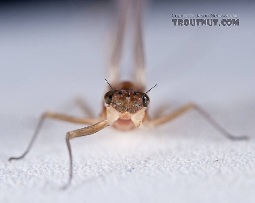 Female Cinygmula ramaleyi (Small Western Gordon Quill) Mayfly Dun from Nome Creek in Alaska