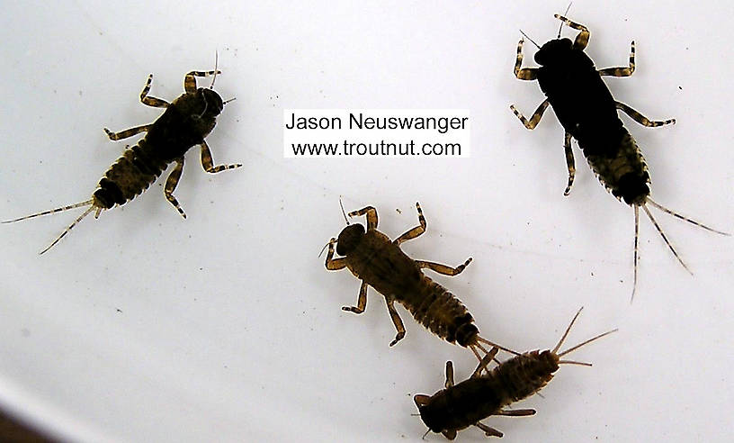 Ephemerella subvaria (Hendrickson) Mayfly Nymph from unknown in Wisconsin