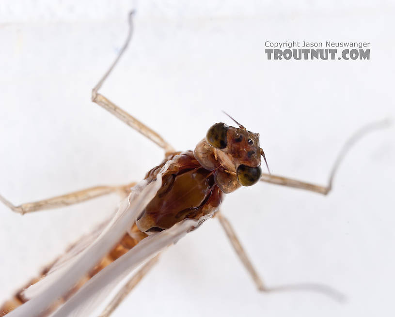 Female Cinygmula ramaleyi (Small Western Gordon Quill) Mayfly Dun from Nome Creek in Alaska