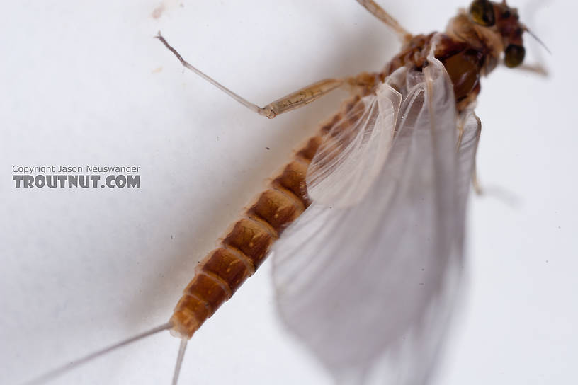 Female Cinygmula ramaleyi (Small Western Gordon Quill) Mayfly Dun from Nome Creek in Alaska