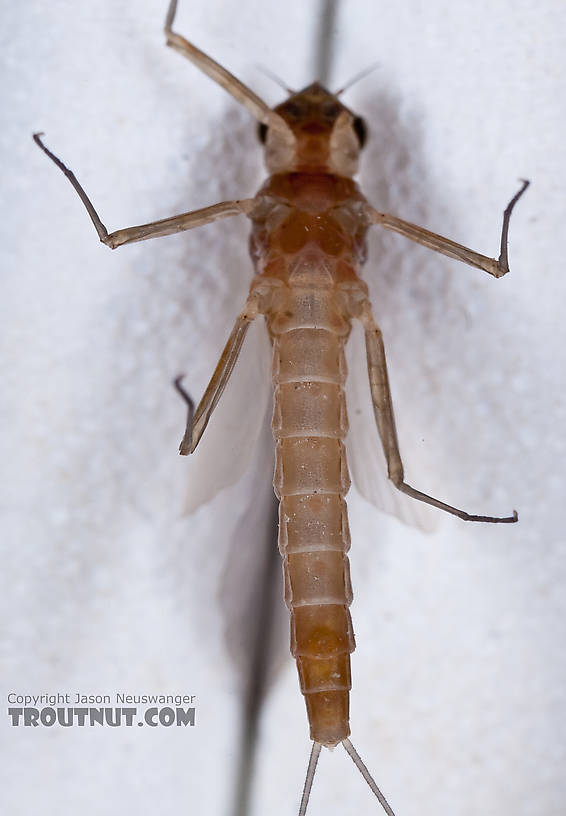 Female Cinygmula ramaleyi (Small Western Gordon Quill) Mayfly Dun from Nome Creek in Alaska