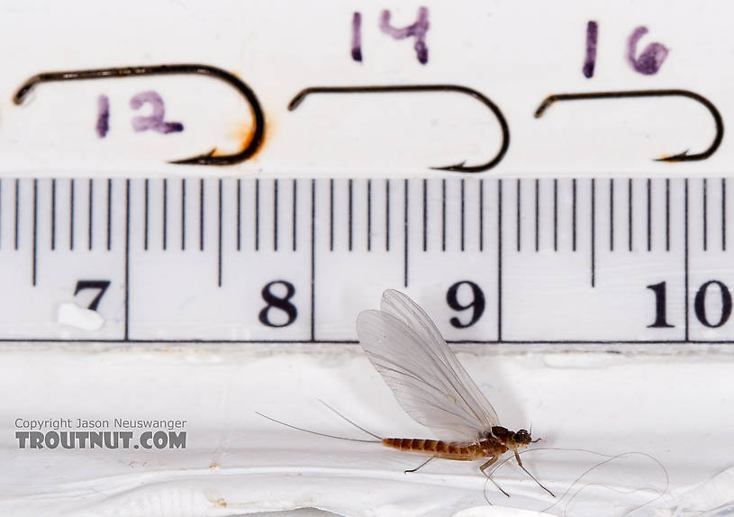 Female Cinygmula ramaleyi (Small Western Gordon Quill) Mayfly Dun from Nome Creek in Alaska