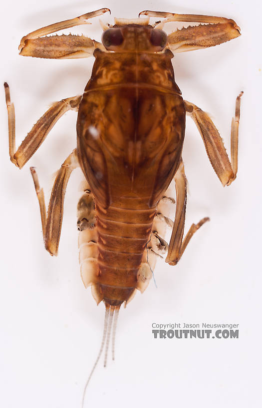 Drunella doddsii (Western Green Drake) Mayfly Nymph from Nome Creek in Alaska