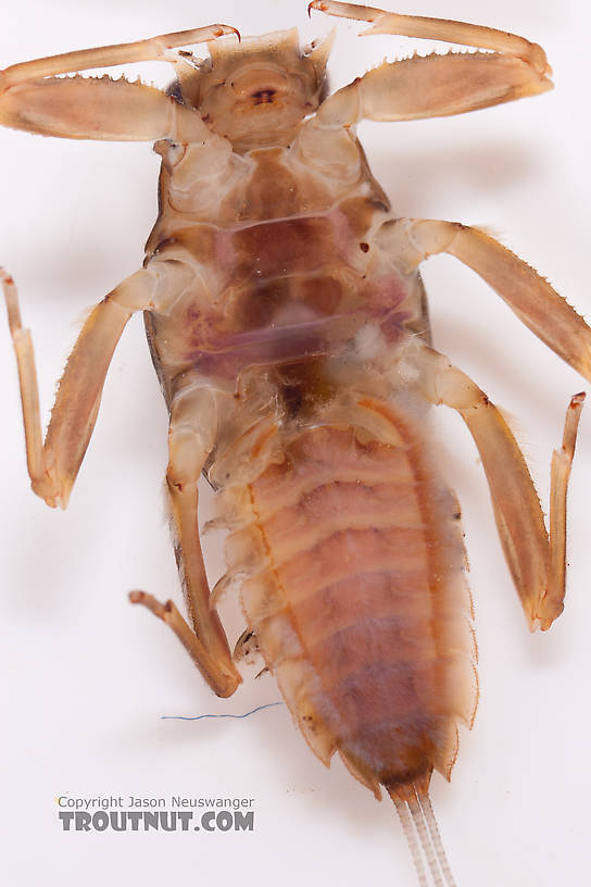 Drunella doddsii (Western Green Drake) Mayfly Nymph from Nome Creek in Alaska