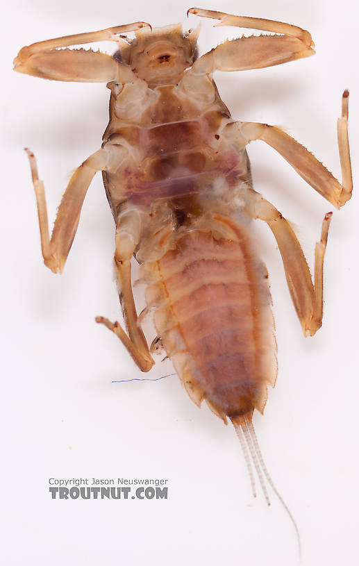 Drunella doddsii (Western Green Drake) Mayfly Nymph from Nome Creek in Alaska