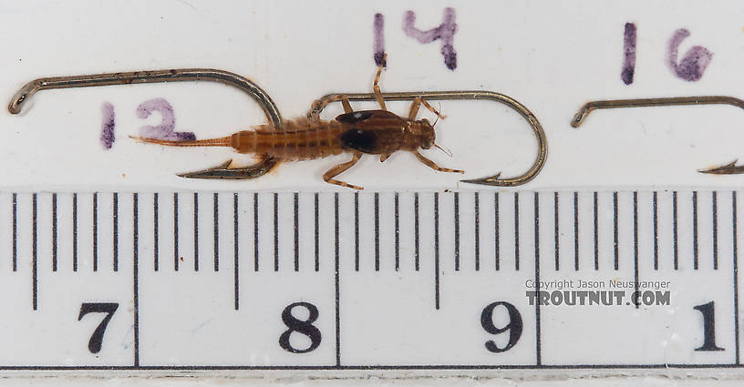 Ephemerella aurivillii Mayfly Nymph from Nome Creek in Alaska