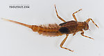 Ephemerella aurivillii  Mayfly Nymph